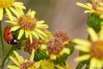 Ladybird on Ragwort underside This nature photograph shows a close-up view in the morning during the summer, with the main subject being a ladybird clinging to the underside of a ragwort flower. The vibrant yellow flowers of the ragwort plant are prominent, surrounded by other blooms and some withered flower heads, illustrating a typical summer scene where insects interact with plants. The ladybird stands out with its red and black markings as it moves among the ragwort flowers, highlighting the connection between insects and their environment. This still life image captures the details of the flowers and the presence of the ladybird in a natural setting, emphasizing summer morning activity among plants and insects.